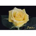 Roses - Jupiter